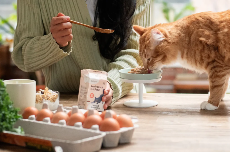 Adult Cats Safely Eat Kitten Food