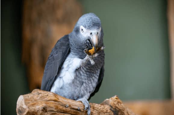 Best Pet Birds for Families