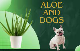 Are Aloe Plants Toxic to Dogs