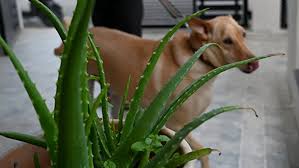 Are Aloe Plants Toxic to Dogs