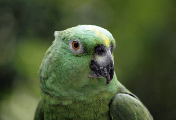 Best Pet Birds for Beginners