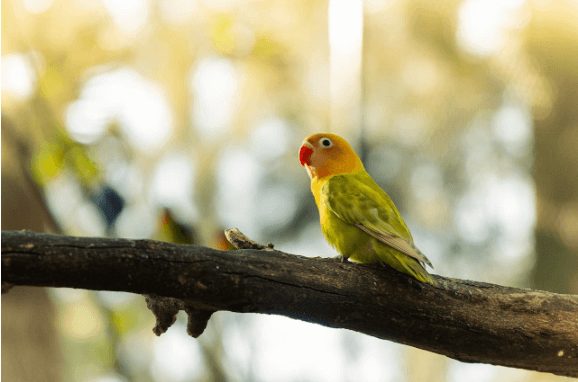 Best Pet Birds for Beginners