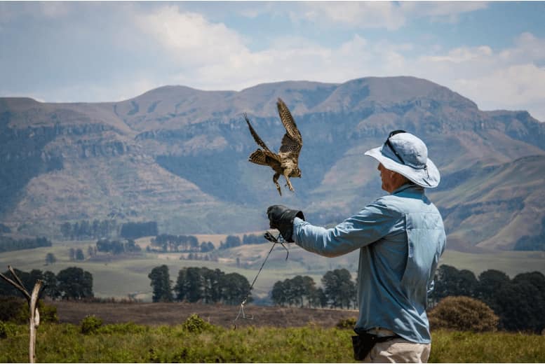 Bird Training Tips for Beginners
