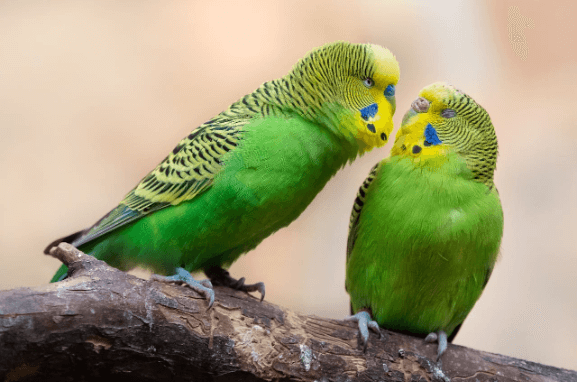 Best Pet Birds for Families