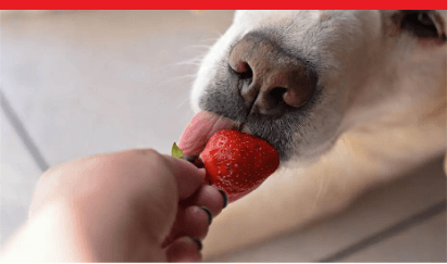 Can dogs eat strawberries