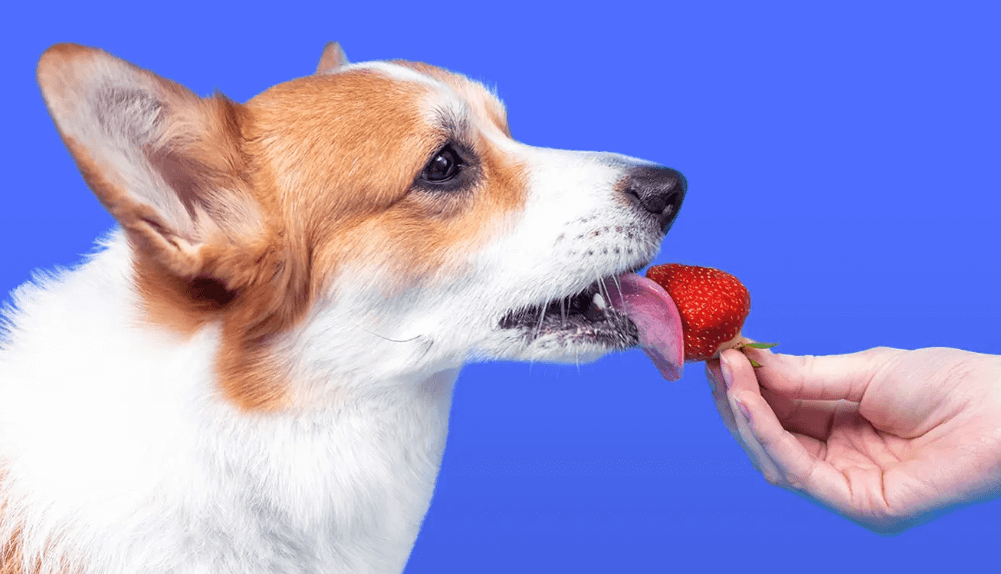 Can dogs eat strawberries