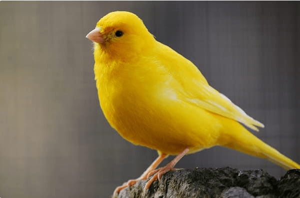 Best Pet Birds for Families