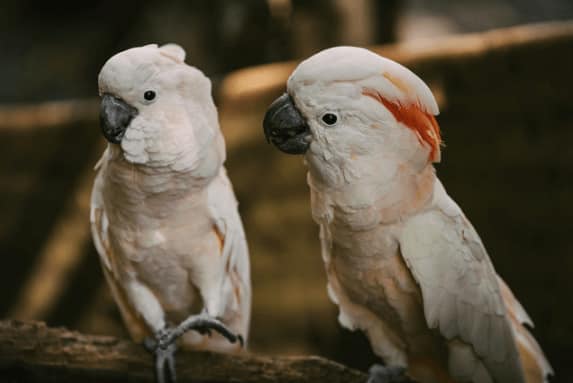 Best Pet Birds for Families