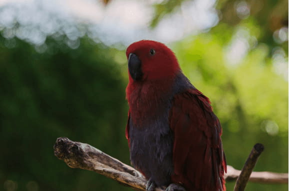Best Pet Birds for Families
