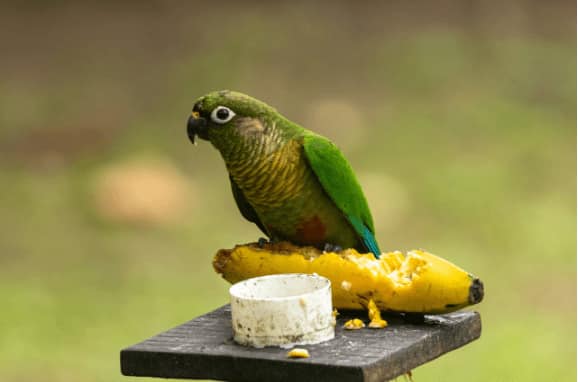 Best Pet Birds for Families