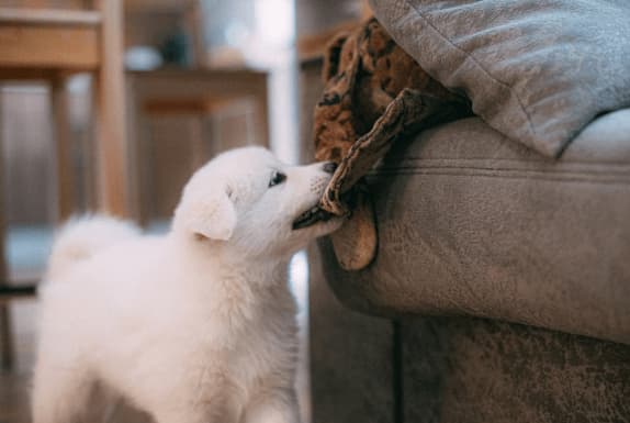 How to Stop a Puppy from Biting