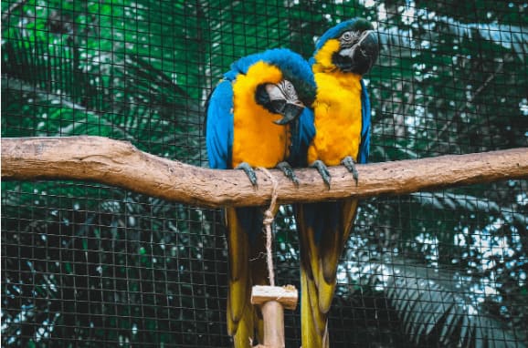 Best Pet Birds for Families