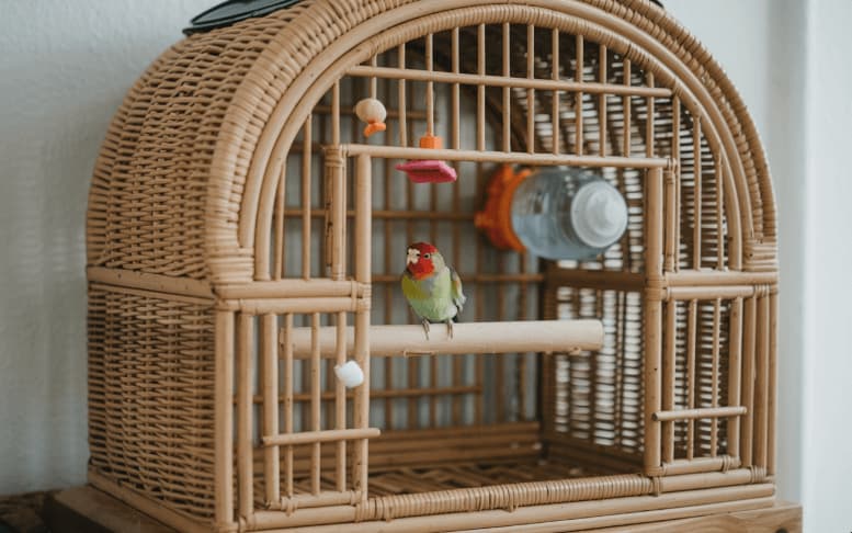 Keep a Birdcage Clean and Odor-Free