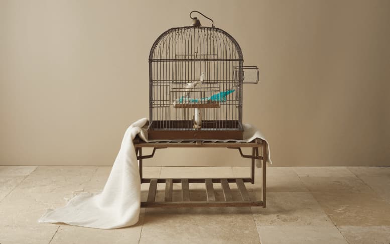 Keep a Birdcage Clean and Odor-Free