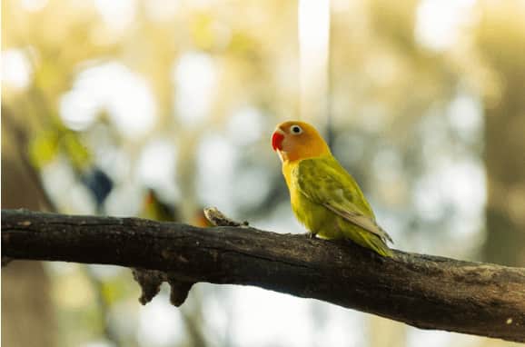 Best Pet Birds for Families
