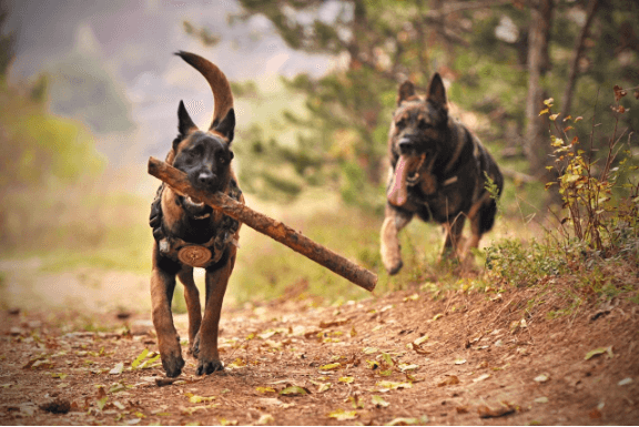 Popular Dog Breeds
