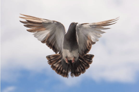 Best Pet Birds for Families