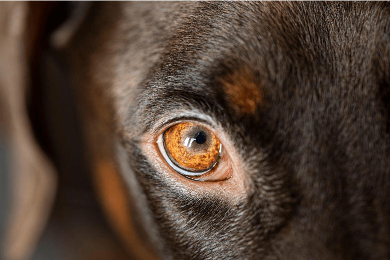 Side Eye Dog