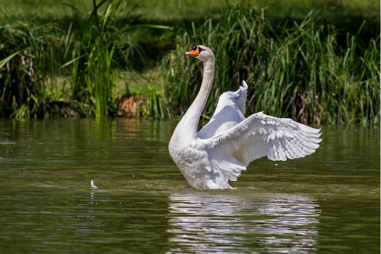 What Is a Fortunate Swimming Bird