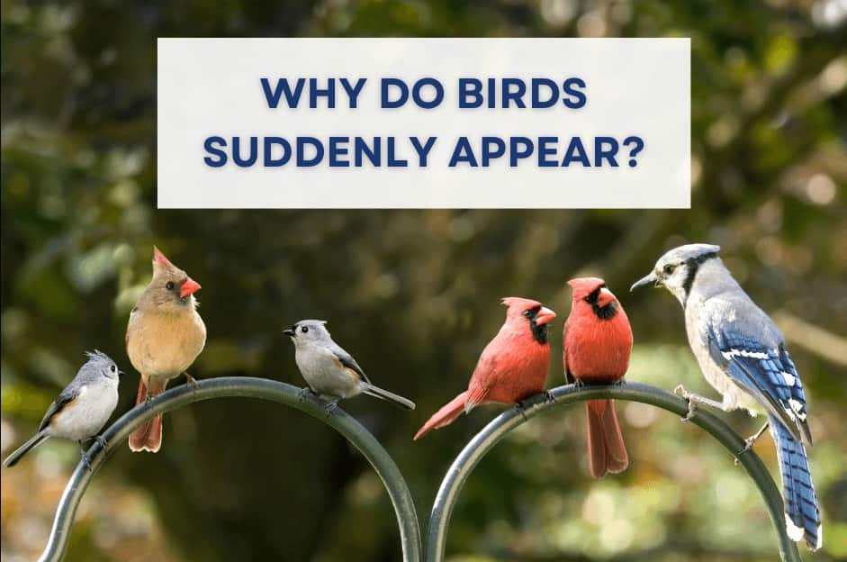 Why Do Birds Suddenly Appear
