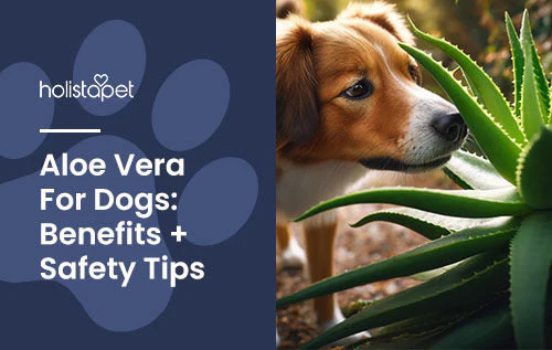 Are Aloe Plants Toxic to Dogs
