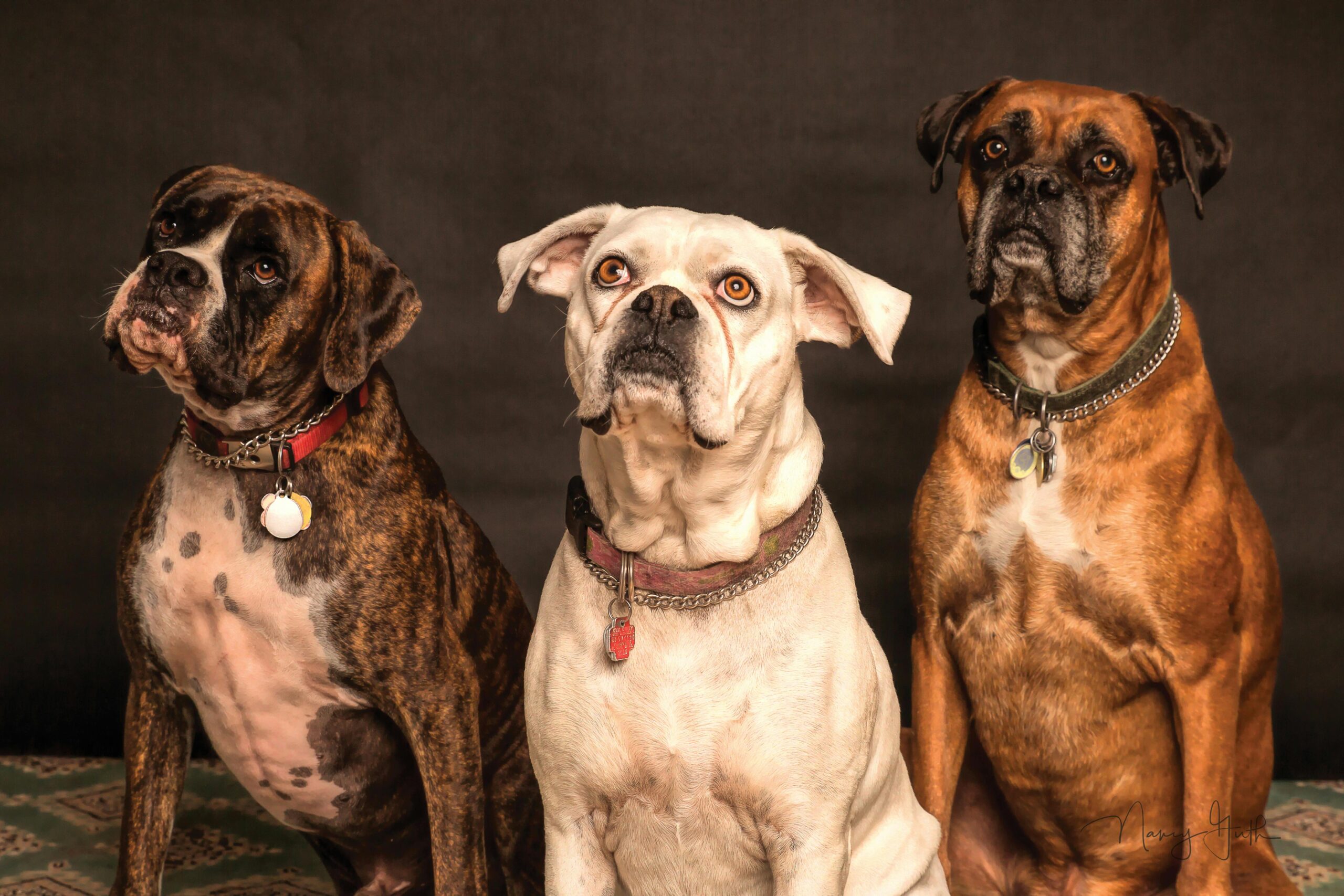 Dog Breeds