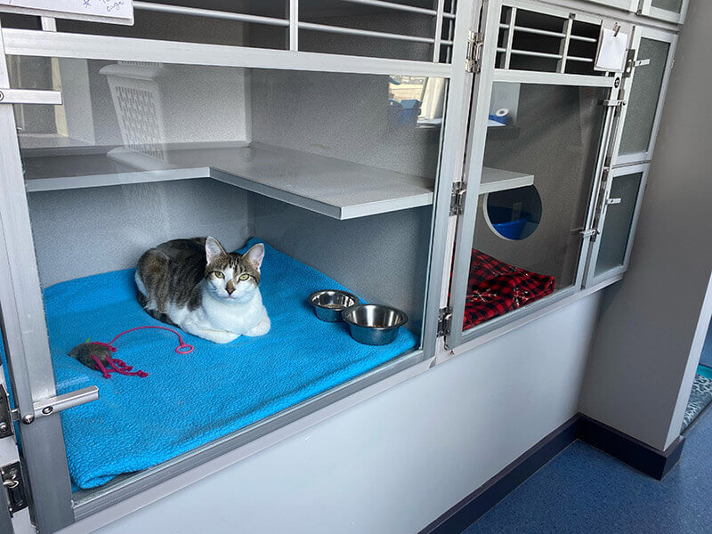 Cat Boarding