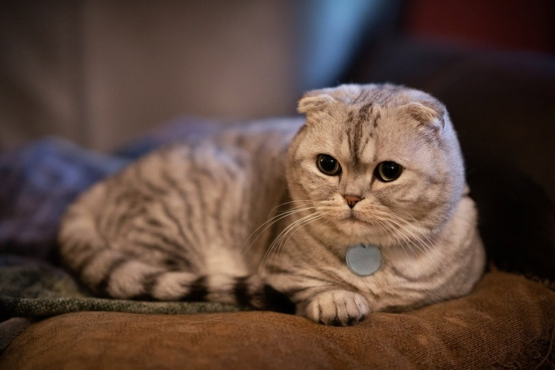 cat breeders scotland