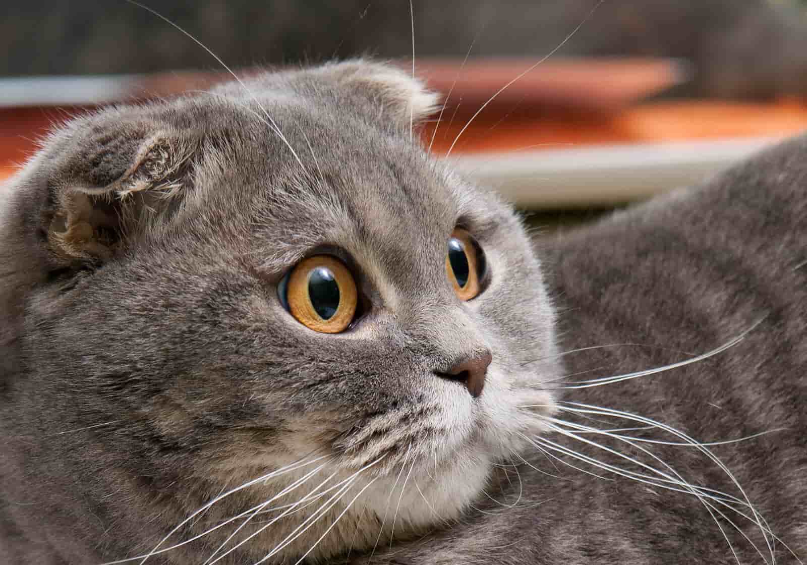 cat breeders scotland