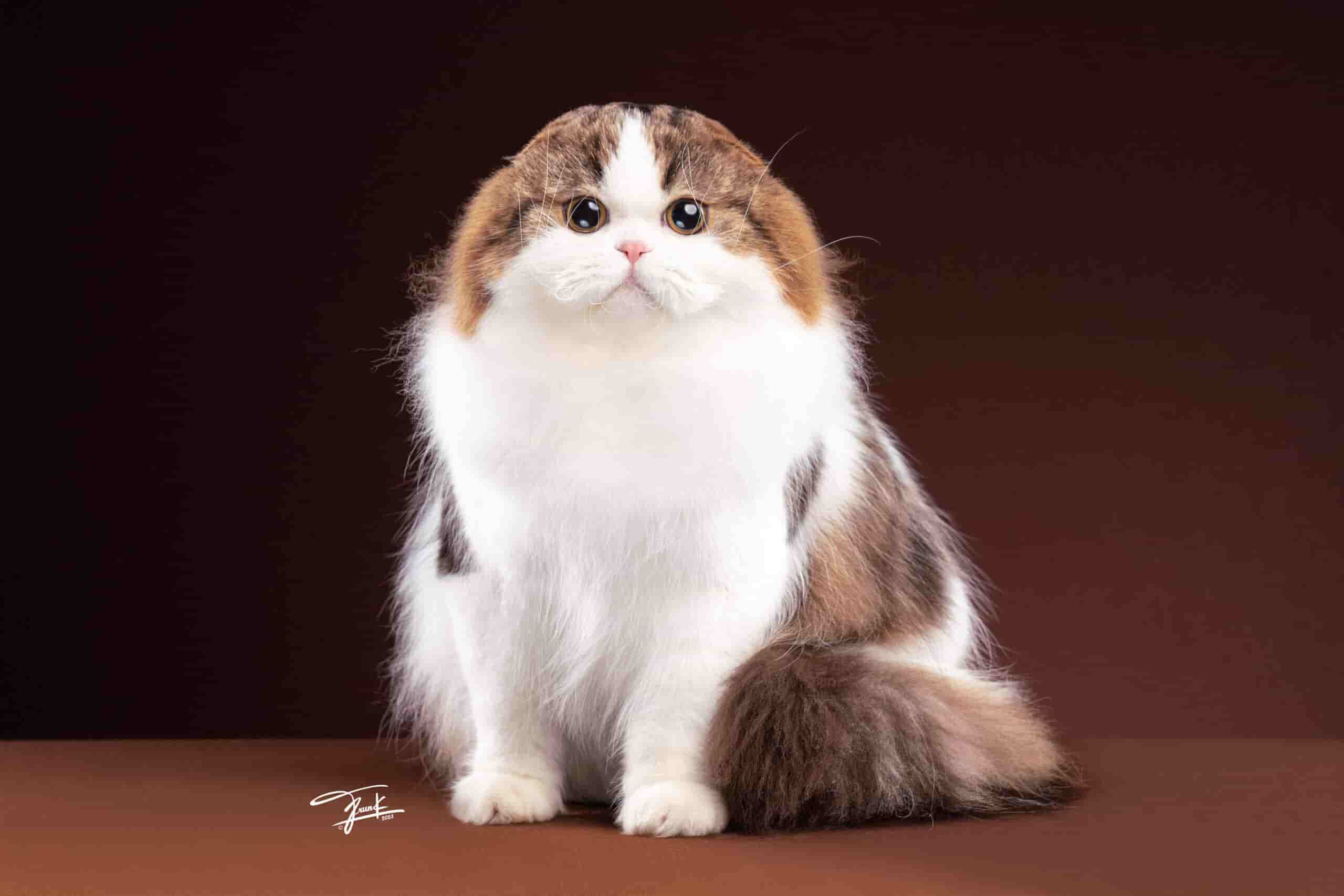 cat breeders scotland