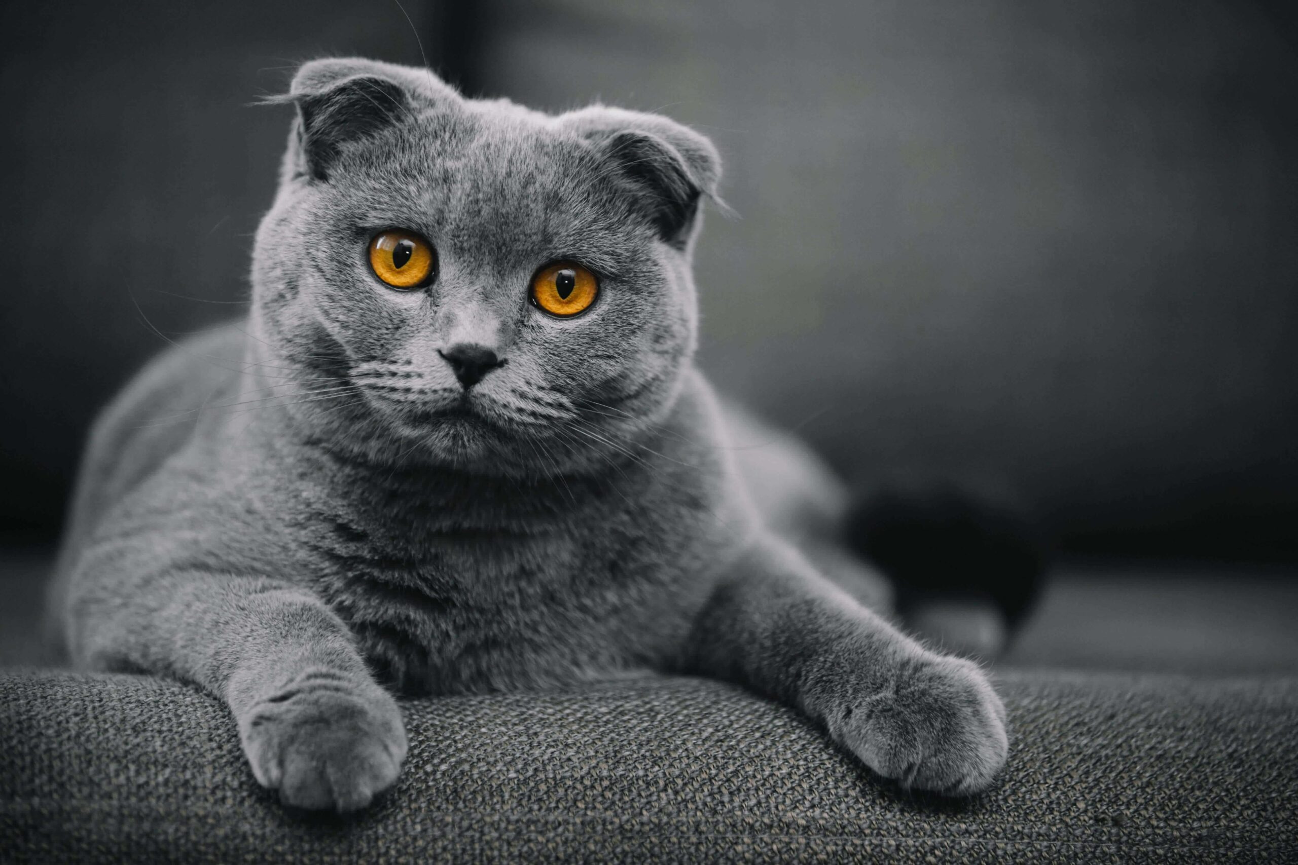 cat breeders scotland